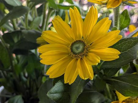 ルドベキアの花 ルドベキアの花の写真