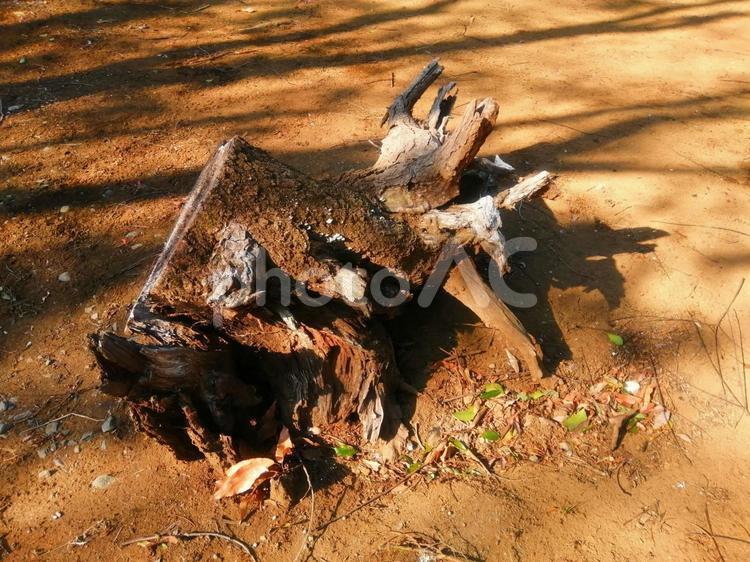 倒木の切り株の根 倒木,切り株,土の写真素材