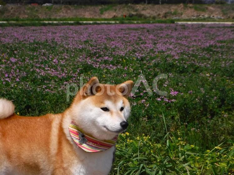 レンゲソウのある田んぼの前で、ゆず 柴犬,犬,日本犬の写真素材