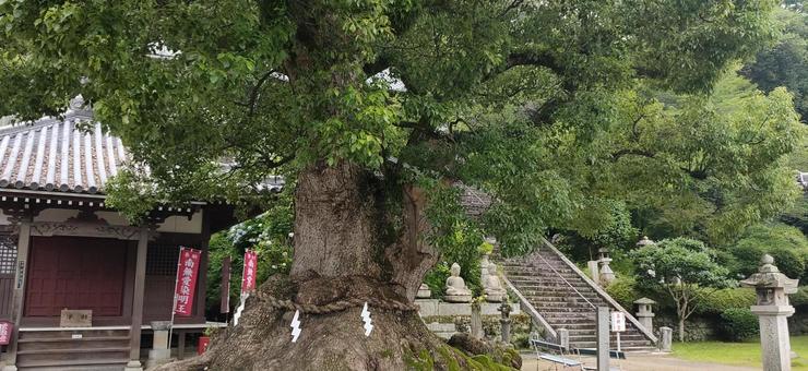 四国88か所 69観音寺 68神恵院 3 四国88か所 69観音寺 68神恵院 3の写真