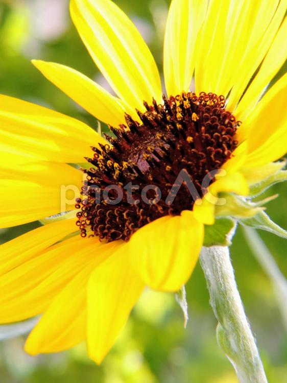 flower（ひまわり） flower,畑,綺麗にの写真素材