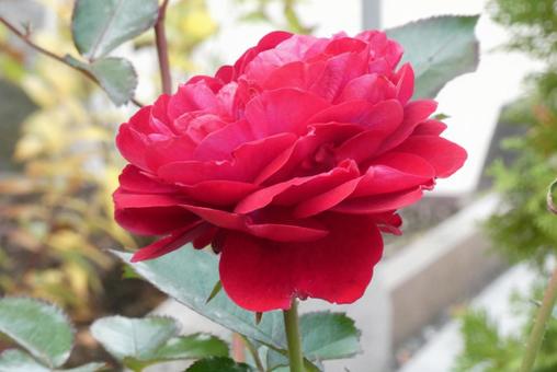 赤いバラ バラ,薔薇,赤の写真素材