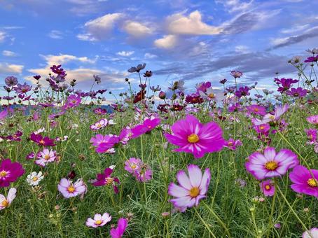 コスモス コスモス 秋桜,コスモス,風景の写真素材