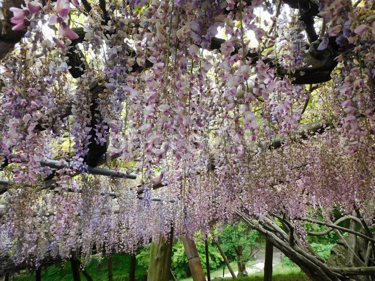 藤棚の藤の花 藤棚,藤,光の写真素材