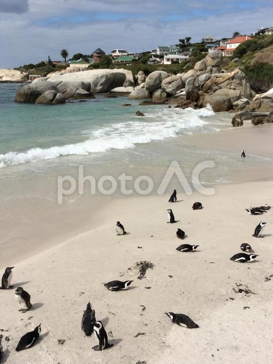 野生のペンギンのビーチ ペンギン,南アフリカ,ボルターズビーチの写真素材