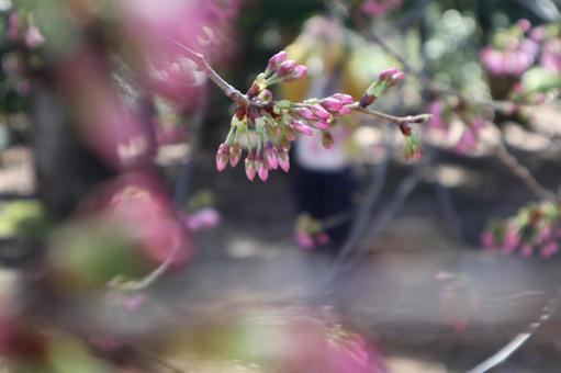 桜のつぼみ 桜のつぼみの写真