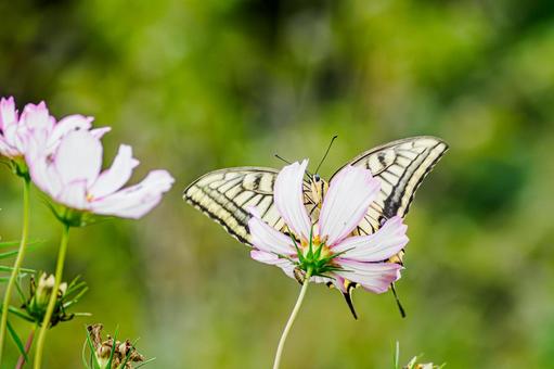 コスモスとキアゲハ⑻ 蝶,キアゲハ,花の写真素材