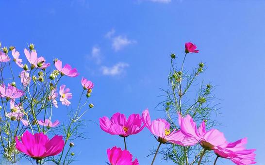 秋晴れの青空に映えるピンクの秋桜の花 秋晴れの青空に映えるピンクの秋桜の花の写真