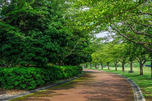 公園の道_02 公園の道_02 公園,道,舗装路の写真素材