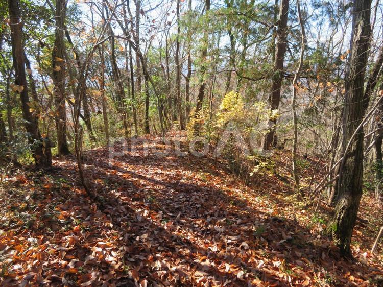 秋の枯れ葉（落ち葉）のある遊歩道 枯れ葉,秋,落ち葉の写真素材