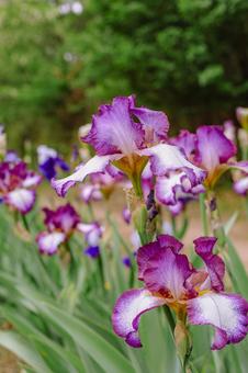 ジャーマンアイリス2ー15 ジャーマンアイリス,屋外,風景の写真素材
