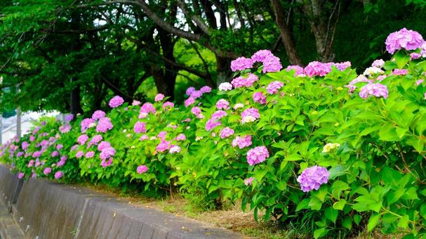 Photo, hydrangea, flower, rainy season, 