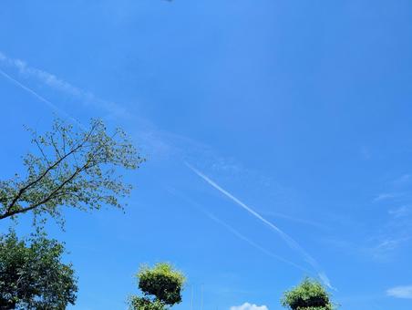木と青空 木と青空 木,青空,晴天の写真素材