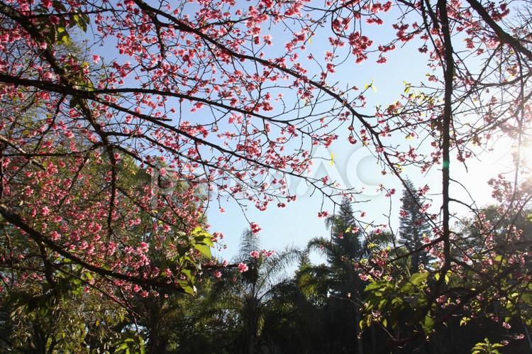 冬のサンパウロに咲く桜の花 桜,さくら,サクラの写真素材