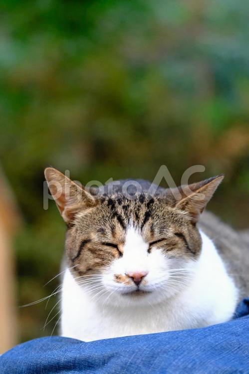 ソウルで出会った猫たちも可愛すぎた ソウル,京城,seoulの写真素材