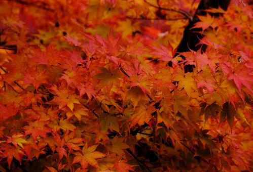 紅葉ページ 公園の紅葉図鑑② : 自然観察大学ブログ