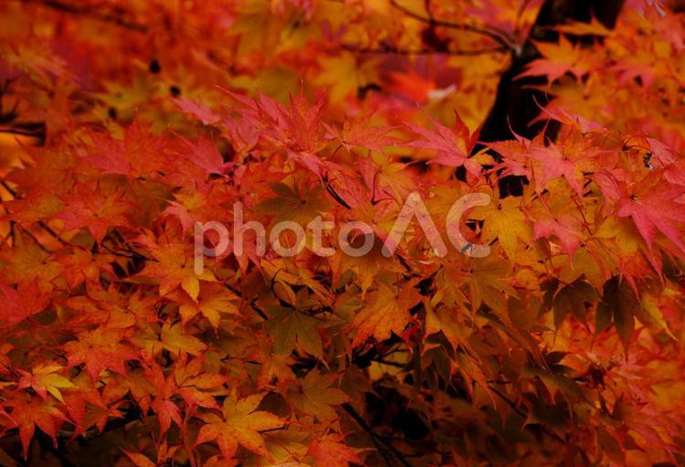 鮮やかに紅葉したモミジの木 風景,紅葉,モミジの写真素材