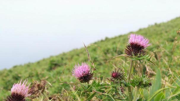 Hakone thistle blooming at the summit of Hakone Komagatake, JPG
