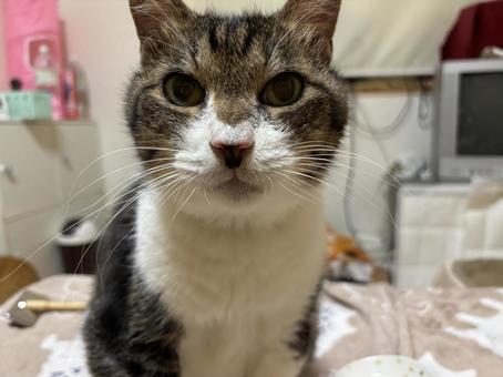 猫 猫の写真