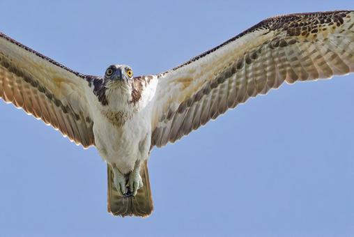 真夏の青空を飛ぶミサゴ 真夏の青空を飛ぶミサゴ ミサゴ,鶚,ウオタカの写真素材