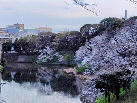 千鳥ヶ淵の桜 1 千鳥ヶ淵の桜 1 千鳥ヶ淵,桜,夕暮れの写真素材
