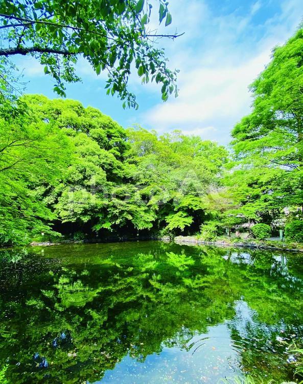 富士山本宮浅間大社（富士宮）湧玉池 湧玉池,富士山本宮浅間大社,富士宮の写真素材