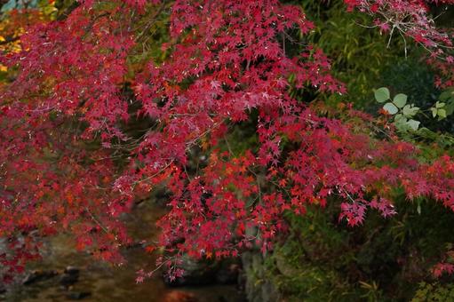 赤く紅葉したモミジ15 モミジ,紅葉,紅葉狩りの写真素材