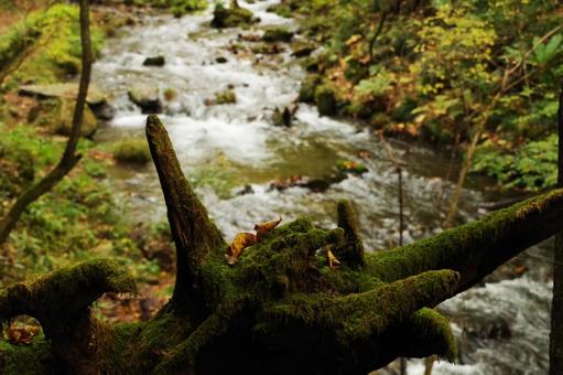 川 川 竜返しの滝,川,苔の写真素材