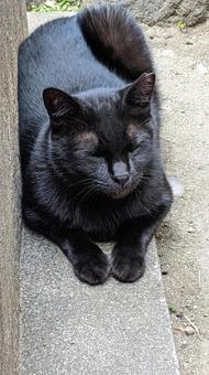 黒猫アップ 黒猫アップの写真