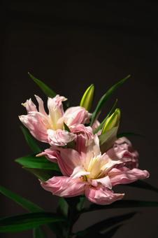 ユリの花 ユリの花の写真