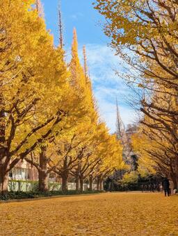 イチョウ いちょう,自然,景色の写真素材