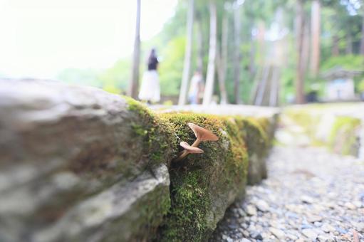 ひっそりと芽吹くキノコの生命力 ひっそりと芽吹くキノコの生命力の写真