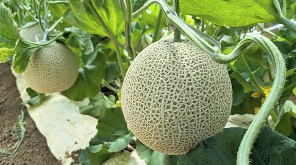 Photo, melon, ares mellon, cantaloupe, 