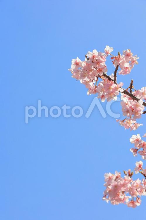 河津桜と青空２０２３その６ 桜,河津桜,さくらの写真素材
