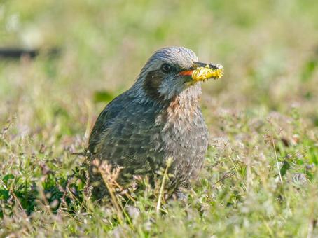 タンポポを食べるヒヨドリ タンポポを食べるヒヨドリの写真