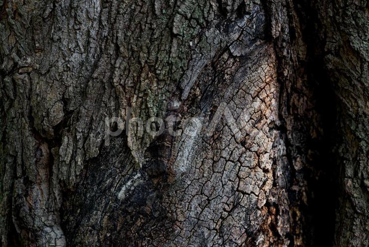 木の皮 木の皮,木,皮の写真素材