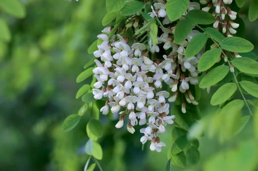 ニセアカシアの花 ニセアカシアの花の写真