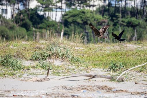 トビとカラス⑴ トビとカラス⑴の写真