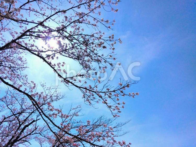 桜の枝と青空 空,桜,枝の写真素材