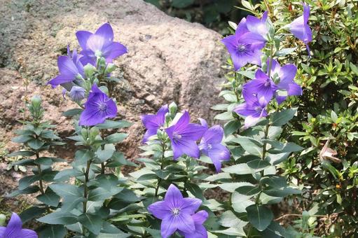 桔梗の花 桔梗の花の写真