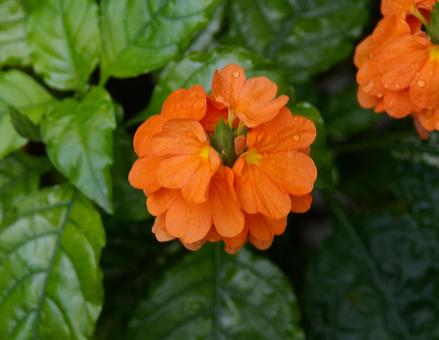 キツネノヒガサの写真