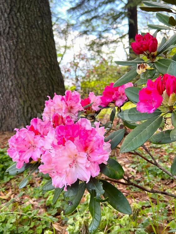 ほんのりピンクのシャクナゲ シャクナゲ,石楠花,花の写真素材