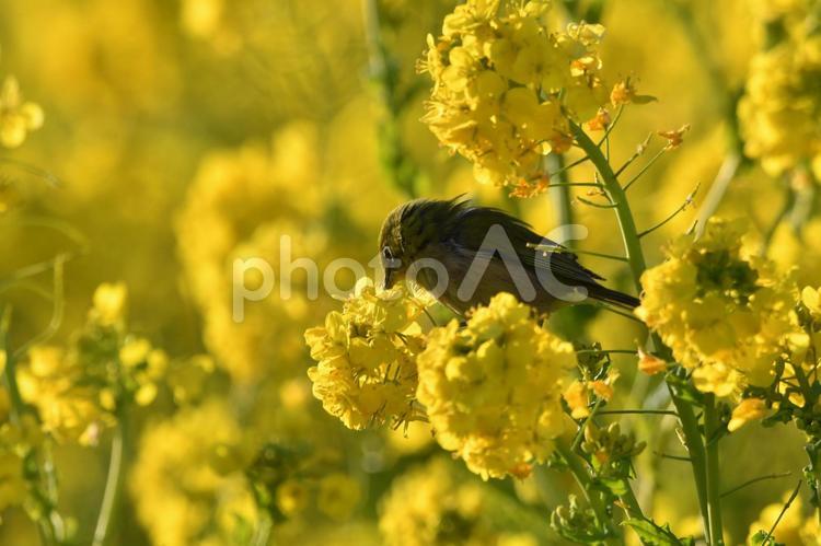 伊良湖岬　菜の花とメジロ 晴れ,野外,菜の花の写真素材