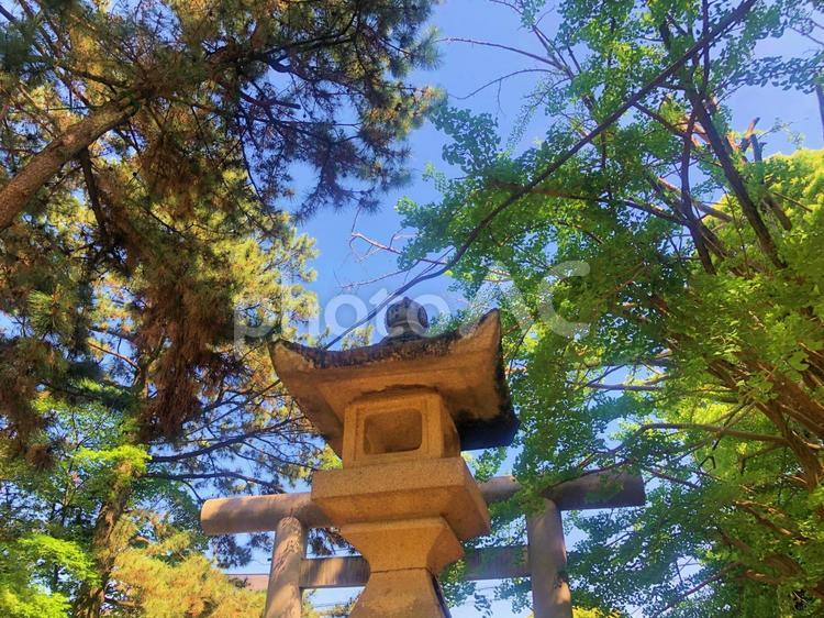 船橋大神宮から見上げる晴天の空 5月,グリーン,木の写真素材