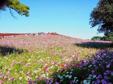 秋のひたち海浜公園・コスモスの丘・茨城県 秋のひたち海浜公園・コスモスの丘・茨城県 秋,国営ひたち海浜公園,コスモスの写真素材