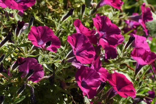 紫竹ガーデン 紫竹ガーデンの写真