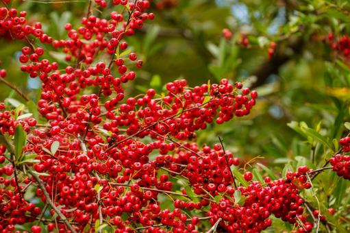 赤い実をつけた南天 植物,実,果実の写真素材