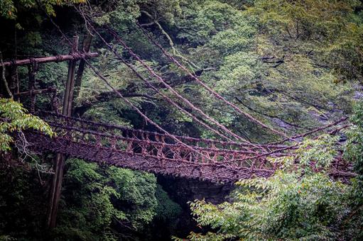 四国　徳島　祖谷のかずら橋 祖谷のかずら橋,四国,四国地方の写真素材
