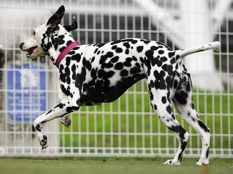ドッグランで走るワンコ(ダルメシアン) ドッグランで走るワンコ(ダルメシアン) 犬,ダルメシアン,dogの写真素材