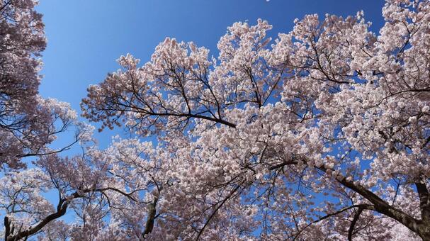 桜と青空 桜並木,お花見,春の写真素材